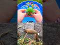 Kids Learn | Bug Insect Names with Toys: Leaf Insect Slug Jewel Beetle Spider Dragonfly