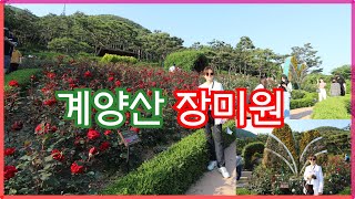 계양산장미원 영상