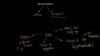 IB Sports, exercise and health science 2024: Micronutrients
