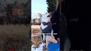 The SECRET Reason Your Dog Sneezes When Playing! 🐶 #shorts