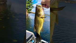 18/30 #fishing #cabinadventure #fun #bassfishing #cabin #lake #bass #edit #fishinghole #fishinglife
