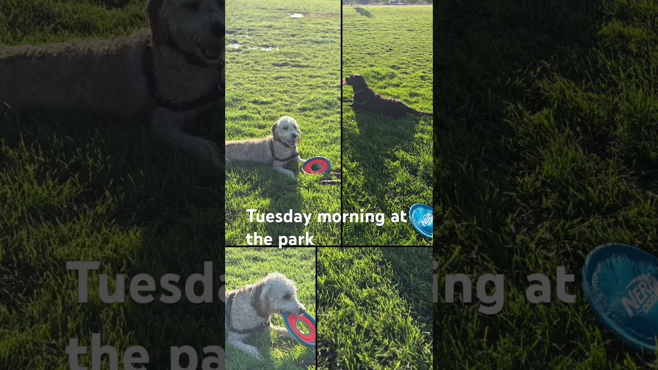 Bentlee Having Fun Playing With Aria The Grass Was A Little Wet Bentleethebernedoodle