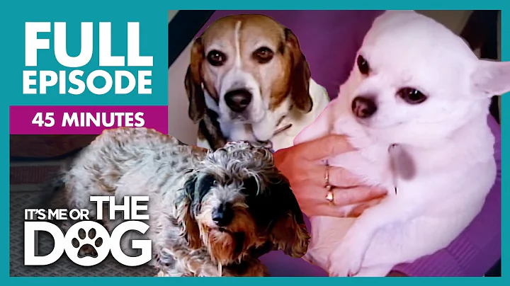 The Chunky Trio: Overweight Dogs Special | Full Episode | It's Me or the Dog - DayDayNews
