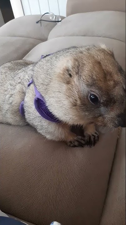 Опять ест на диване!# домашний сурок#ручной сурок# marmot#cute animals ...