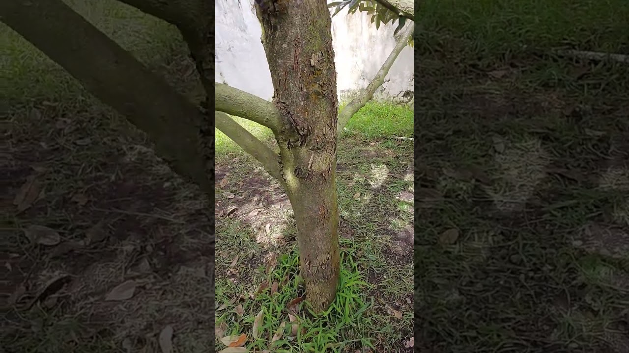 Peran penting microba pelarut posfat dalam inisiasi munculnya Bunga pada durian premium!!!???