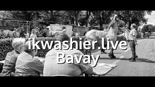 Trait du Nord draft horse - Model and gaits competition - ikwashier.live in Bavay