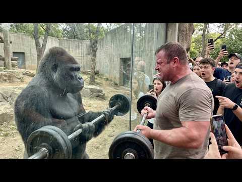 🦍 Gorilla vs Human Strength Test | 10 Minutes That Shocked Everyone 😱🔥 #shorts #gorilla #strength