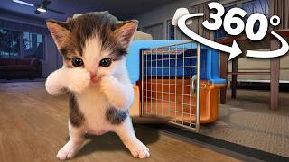 Scuba Cat Breaks Into Your House 360/VR