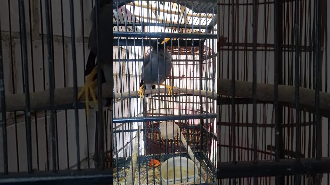 Burung Jalak Kebo Mata Putih Youtube