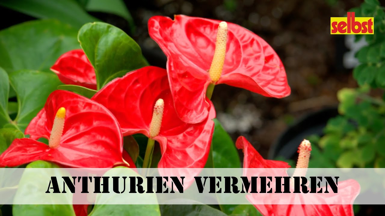 anthurium crystallinum dark Anthurium crystallinum 'Dark Form' main image 1