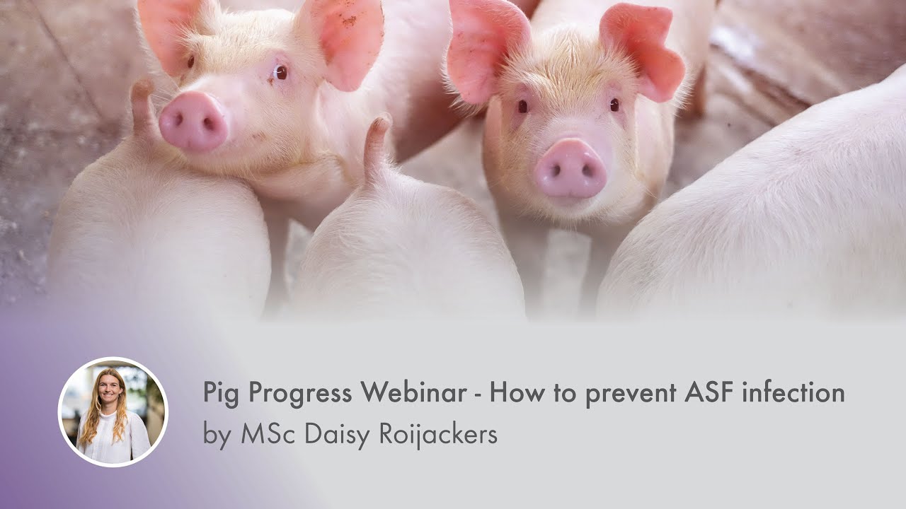 Pig Progress Webinar - How to prevent ASF-infection by Daisy Roijackers ...