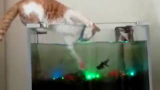 CAT eating fish from aquarium