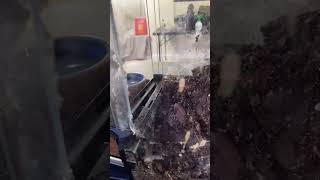 How To Successfully Rehouse An Old World Tarantula - Poecilotheria Metalica