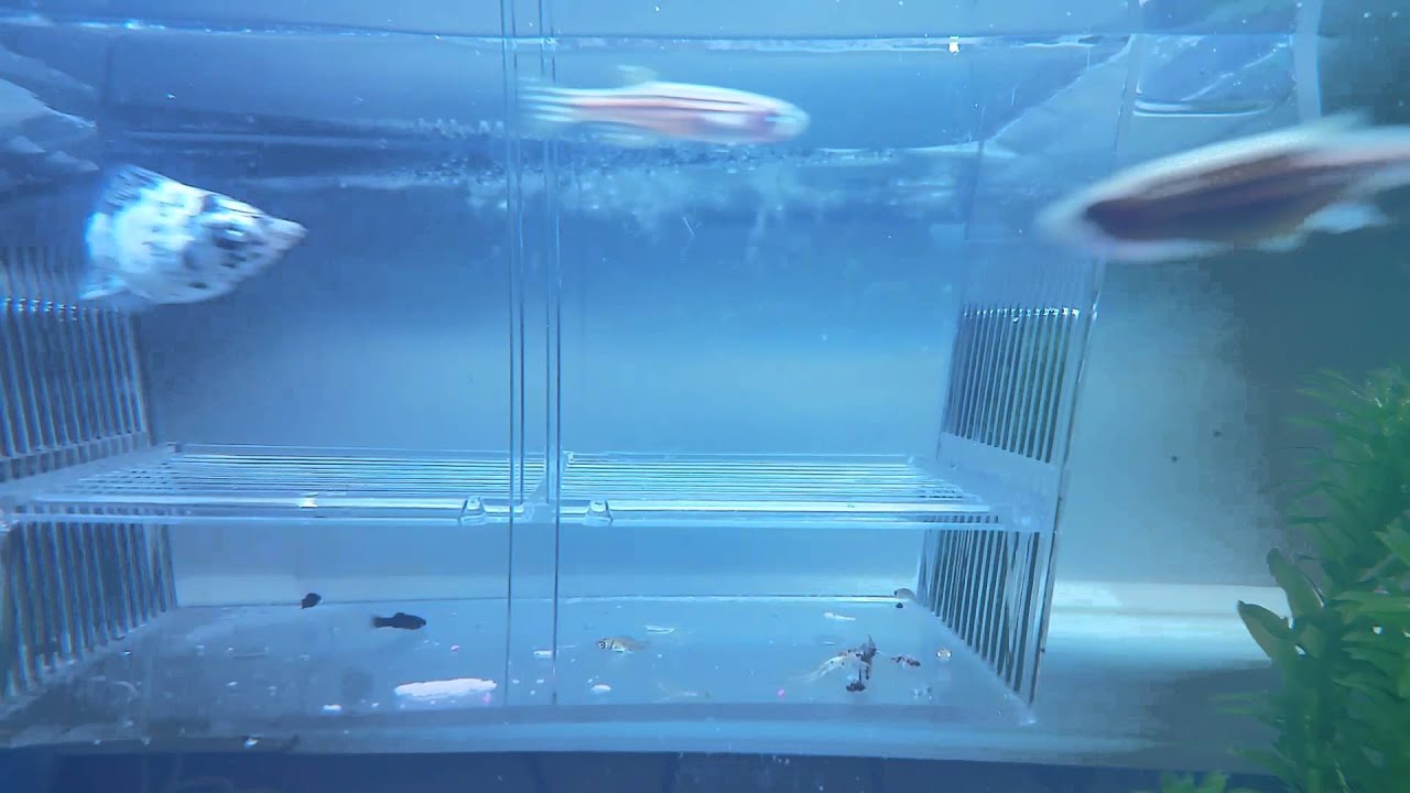 Tropical fish tank Dalmatian molly giving birth YouTube