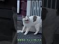【行方不明から1か月ぶり②】新たな飼い主に気遣うようなシロ――冬を迎えるシロの家対策とは【オリジナルBGM】