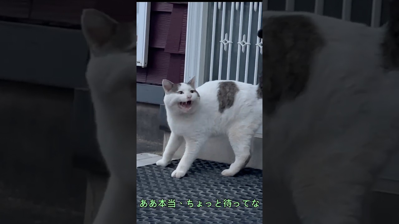 【行方不明から1か月ぶり②】新たな飼い主に気遣うようなシロ――冬を迎えるシロの家対策とは【オリジナルBGM】