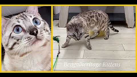 Watch the video about Snow Lynx Bengal Cat