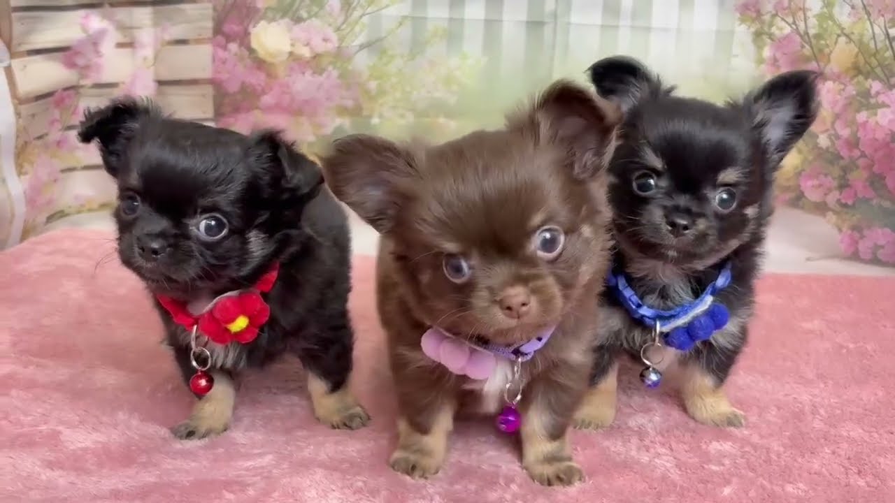 チワワ（ロングコート）の子犬（オス♂） 旭川店｜ペットショップCoo＆RIKU