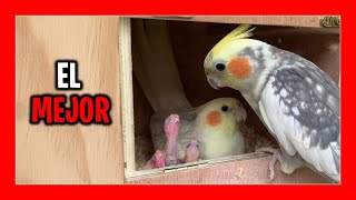 ✅ The best nest to raise cockatiels How to raise cockatiels