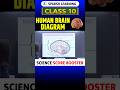 Brain Diagram with Labelling | Step by Step | CBSE Class 10 | 🧠