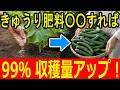 【きゅうり 追肥】肥料不足のサインと正しいあげ方｜収穫を長く続けるコツ