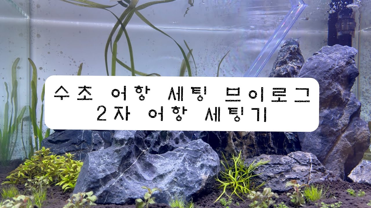 물생활 Vlog | 내 침대보다 어항 세팅이 먼저인 이유 🌿