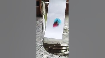 paper chromatography 🌈#chromatography #experiment #scienceexperiment #scienceproject  #trending