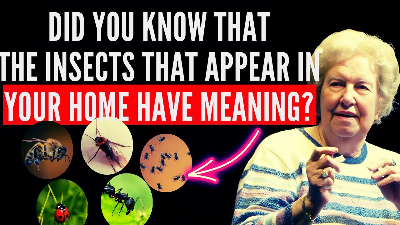 Hidden spiritual meanings of common household insects youtube