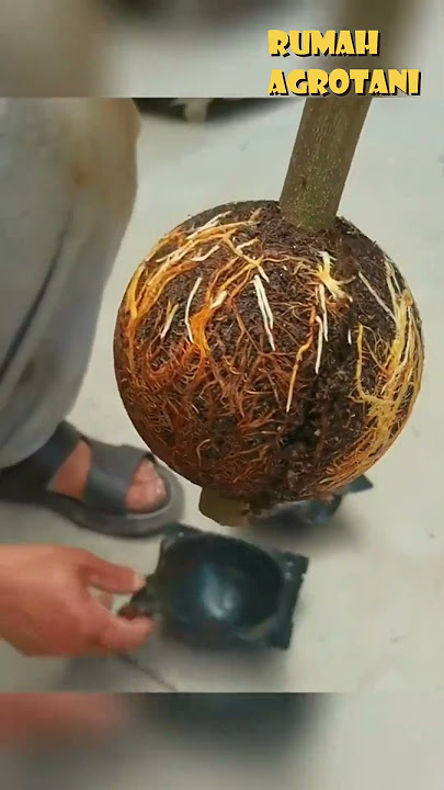 Begini Hasil Cangkok Setelah 2 Bulan