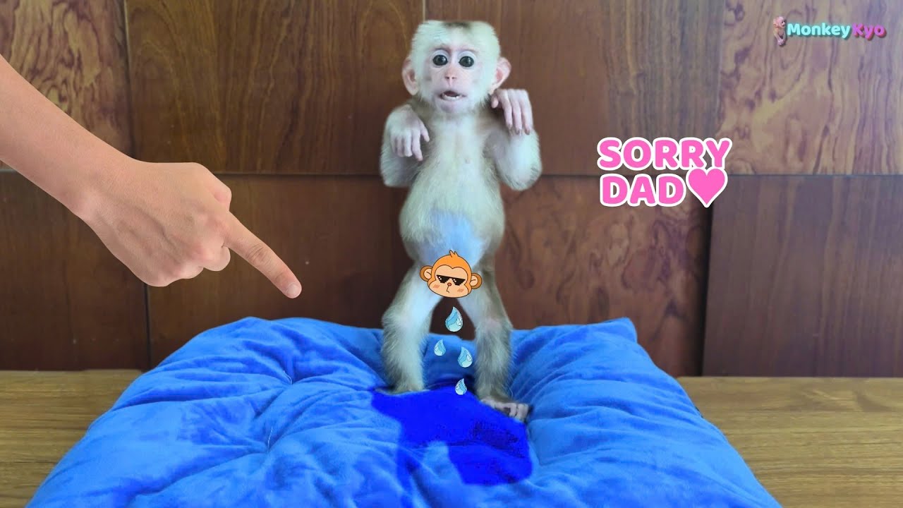 Monkey Kyo's funny reaction when she found out peed on the mattress!