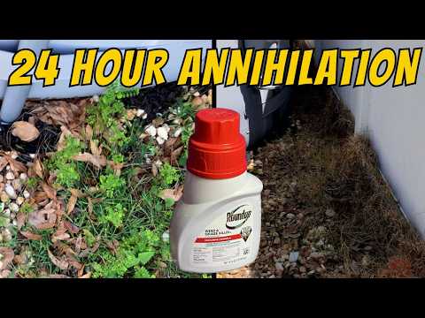 How to Use Roundup Weed & Grass Killer Concentrate | Fast Weed Control #weedkiller