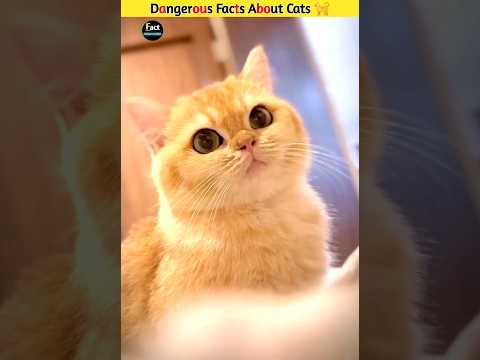Dangerous Facts About Cats 🐈  
