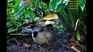 Barred buttonquail Turnix suscitator