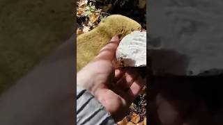 Мощь белого гриба #nature #shortsyoutube #mushroom  #youtubeshorts #грибы #природа #mushroom