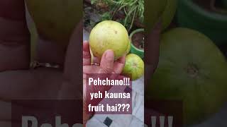 Guess the favorite winter fruitbhawanajaiswalrecipe wintervibes fruits shorts trending