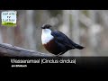 Wasseramsel (Cinclus cinclus)