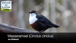 Wasseramsel (Cinclus cinclus)