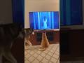 Wait for their reaction to the TV! 😂 #shorts #cockatoo #catvideos #birdandcat #animalshorts #cat