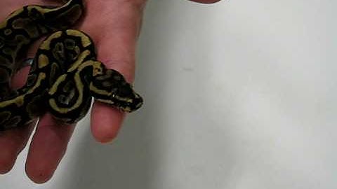 Spotnose Ball Python Mutation