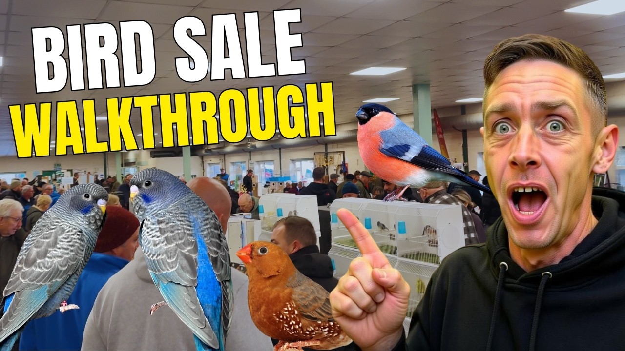 Распродажа птиц в Стаффордшире: обзорная экскурсия, ноябрь 2025 г.
