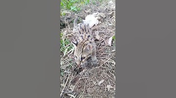 blacan jinak belajar cari makan di alam