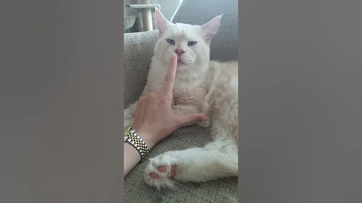 Video 10902381: mainecoon cats love