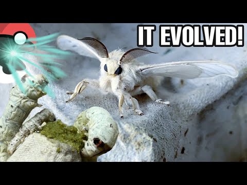 Video: Funny Hairy Silkworm Moth