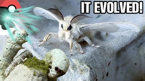 My pet silkworm EVOLVED into a SKY PUPPY! CUTEST MOTH EVER!