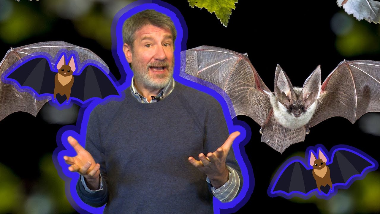 Spot in Science: Bats! Mysterious Flying Mammals