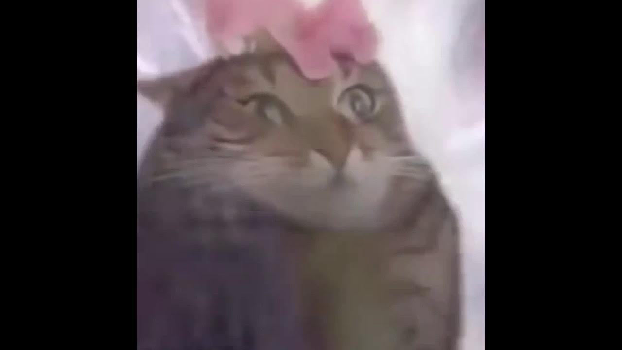 the-prophecy-is-true-meme-youtube