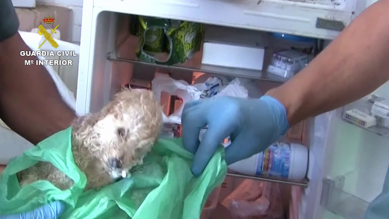 Operación Émbolo. Operaciones de la Guardia Civil. SEPRONA, Castellón