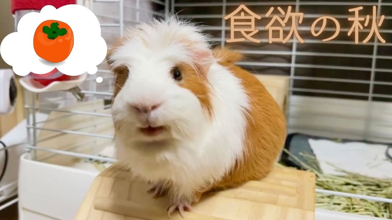 View of 柿を食べるモルモット Guinea pig eating sweet persimmons. - YouTube
