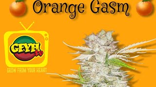 irie genetics - orange g harvest | floraflex