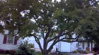 Crab Apple Pruning and Thinning